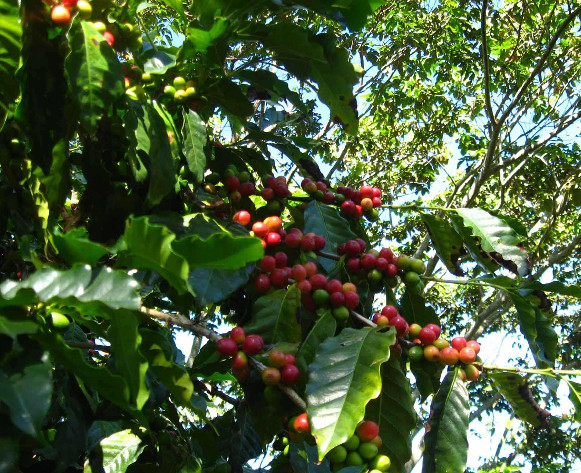 Der CRIC baut Kaffee an, von dessen Erlös der indigene Widerstand organisiert wird