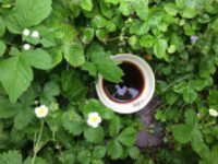 Eine weisse Tasse mit Kaffee steht zwischen grünen Pflanzen
