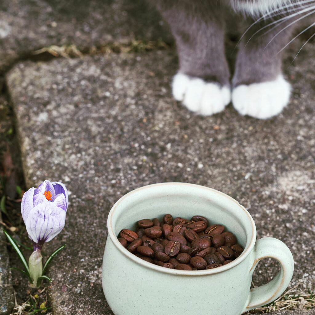 Eine Tasse voll Röstkaffee steht vor Katzenfüssen